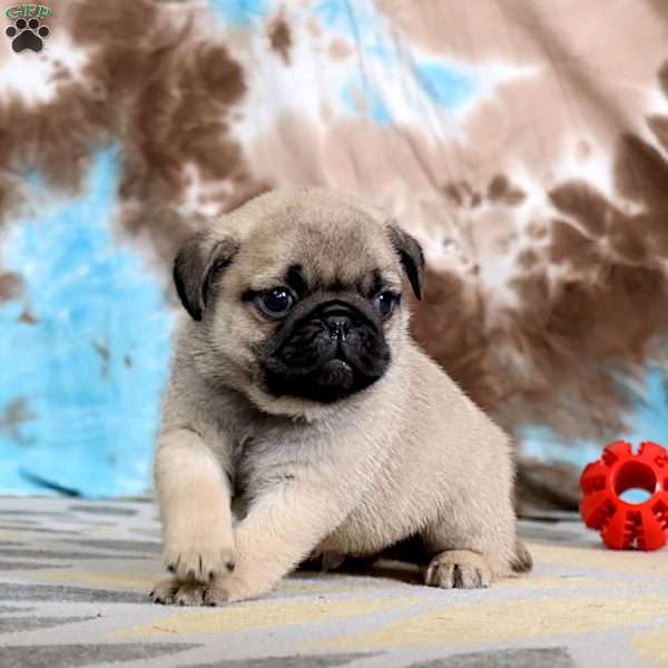 Carlos, Pug Puppy